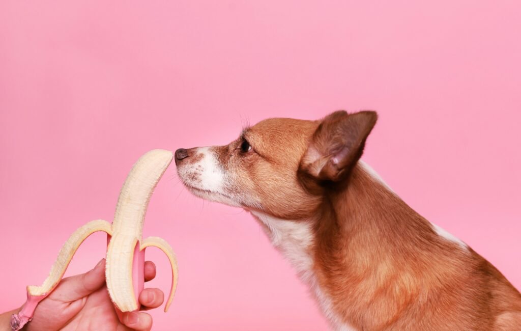 Cachorro perto de bananas recebendo pedaço de fruta
