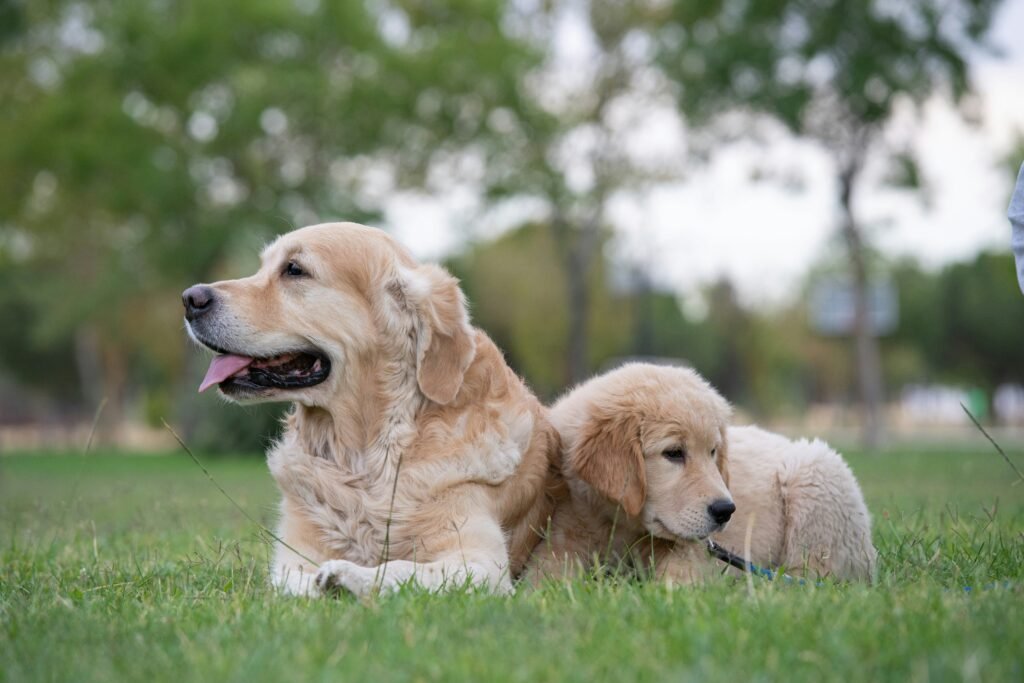 Cachorro adulto e filhote juntos durante treinamento