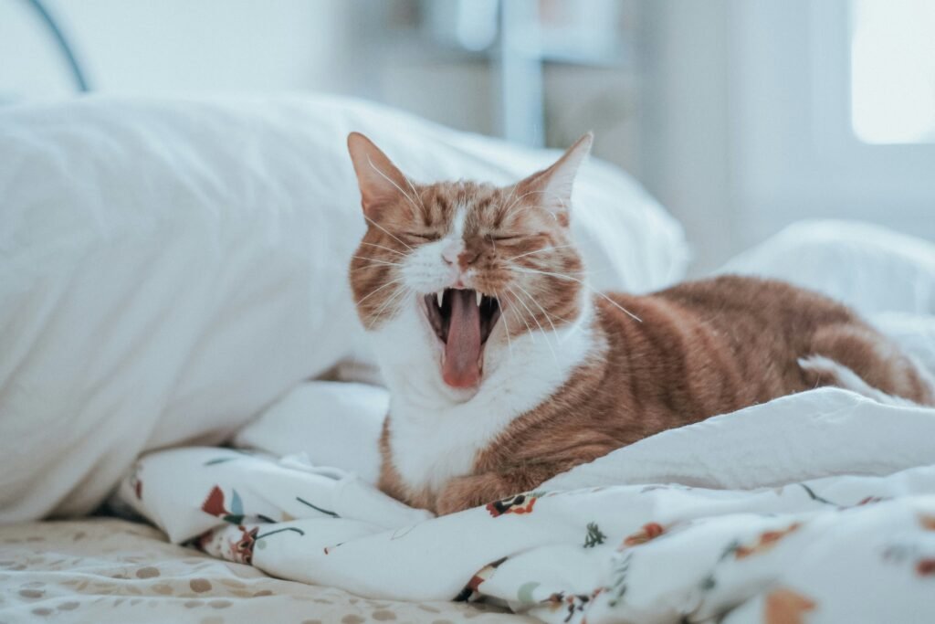 gato miando em ambiente doméstico