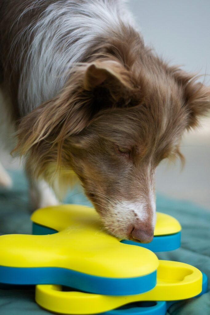 cachorro brincando com brinquedo dispensador de petiscos giratório
