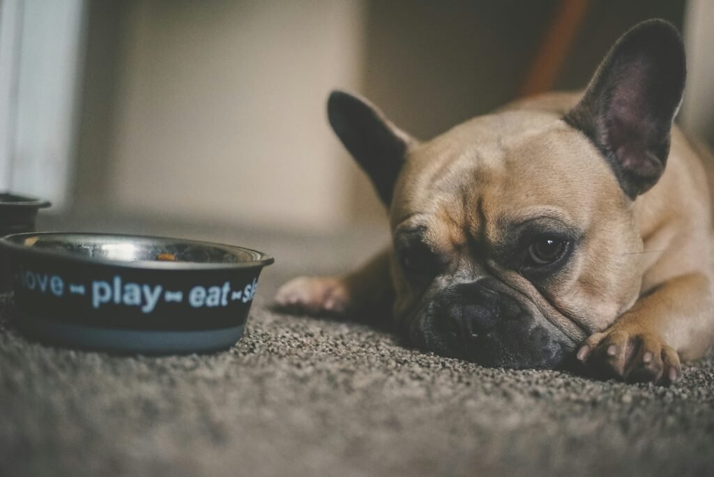 Cachorro recusando alimento, sinal de possível dor ou mal-estar