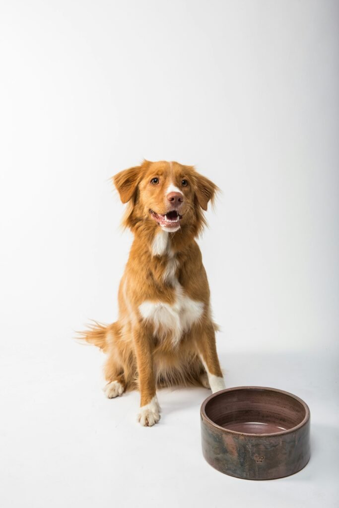 Cachorro esperando pela hora da refeição junto à tigela