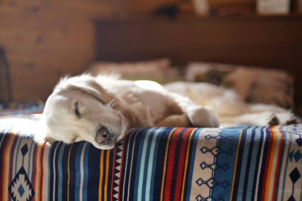 Cachorro descansando confortavelmente em uma cama, ambiente iluminado