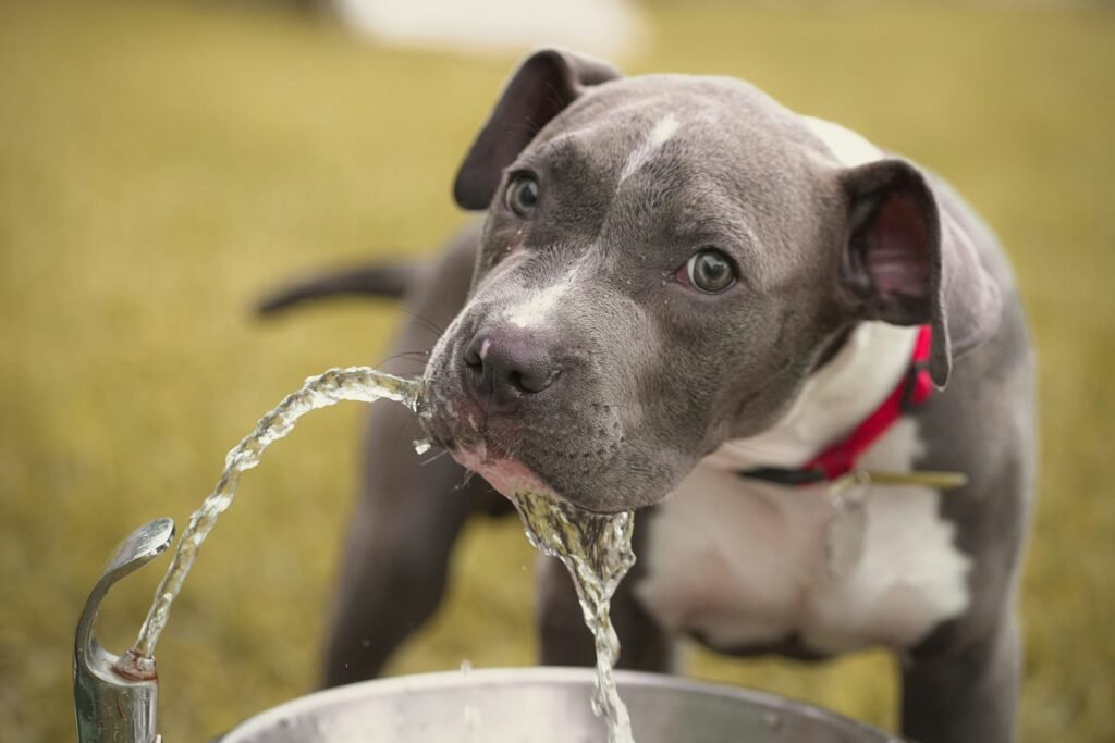 Cachorro bebendo água corrente em um bebedouro externo ao ar livre