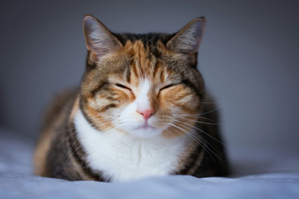 Gato relaxado com olhos semicerrados demonstrando bem-estar