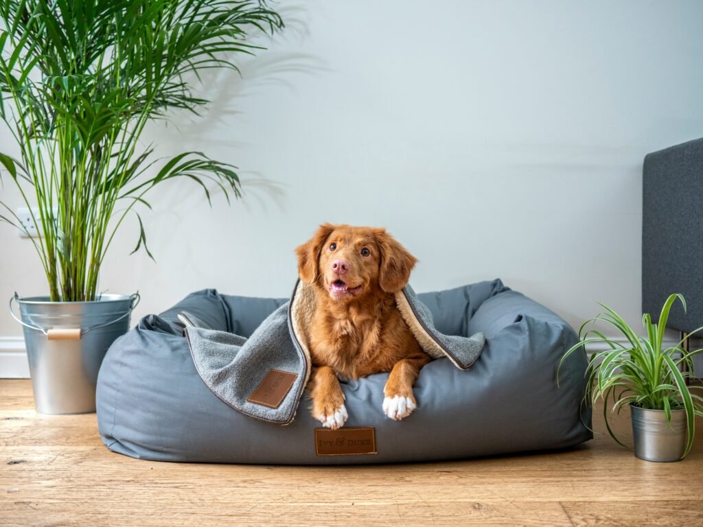 cachorro deitado em cama confortavel