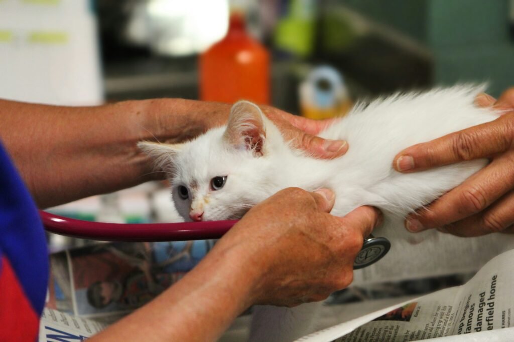 Veterinário examinando gato com atenção