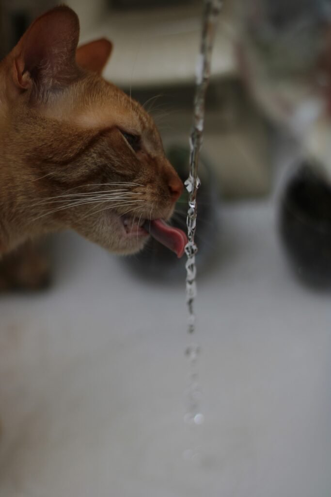 Gato bebendo água corrente de uma torneira, mostrando preferência natural por água em movimento