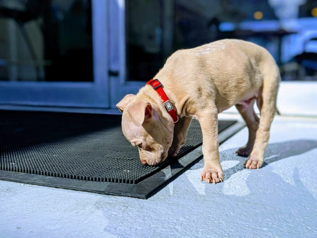 Filhote de cachorro sentado perto de tapete higiênico