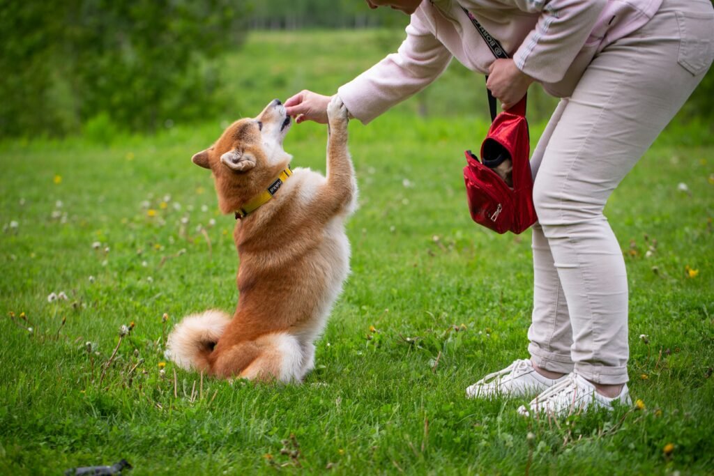 Cachorro sendo recompensado com petisco durante treino