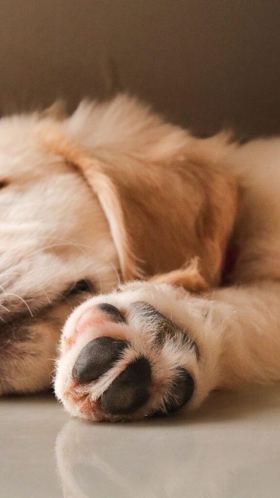 Patas de cachorro se mexendo enquanto ele sonha durante o sono