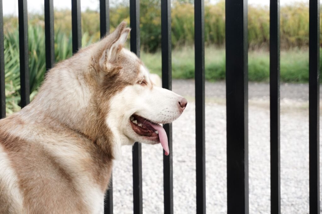 cachorro husky observando atentamente através da grade do portão