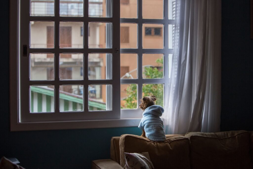cachorro observando a rua pela janela enquanto está sozinho em casa