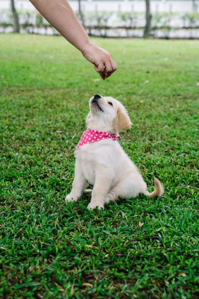 Pessoa dando petisco de recompensa para o cachorro