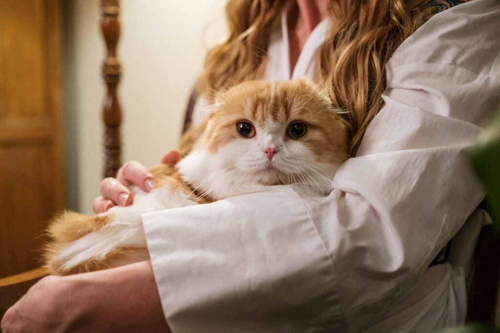 Gato aconchegado no colo de sua pessoa favorita