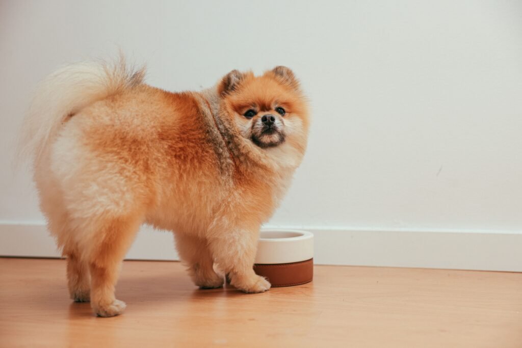 Cachorro pequeno ao lado de um pote de água limpo em ambiente doméstico
