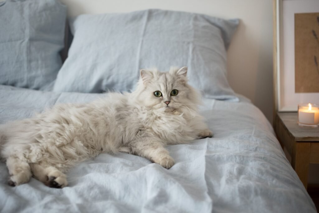 gato idoso descansando em cama pet macia