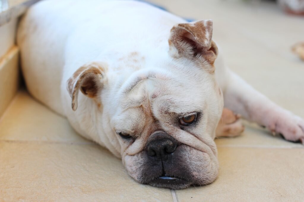 Cachorro deitado no chão com expressão de desconforto, possível sinal de dor