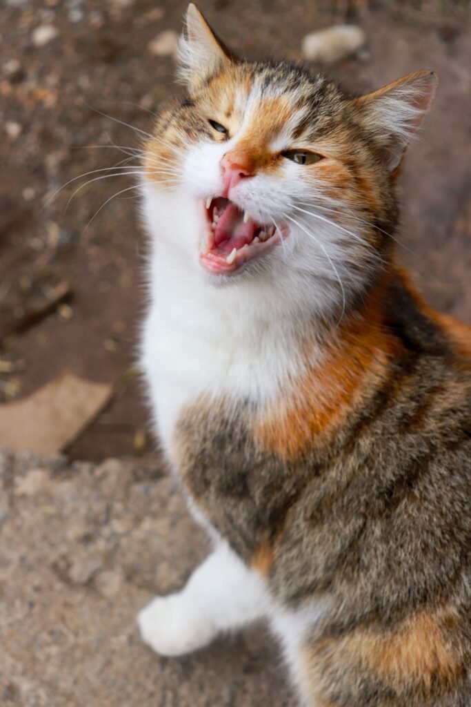 Gato vocalizando e olhando para o tutor