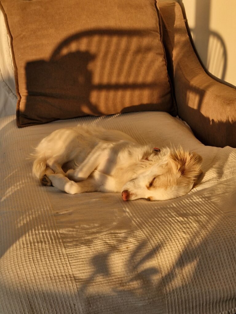 Cachorro dormindo profundamente em cama macia durante a tarde