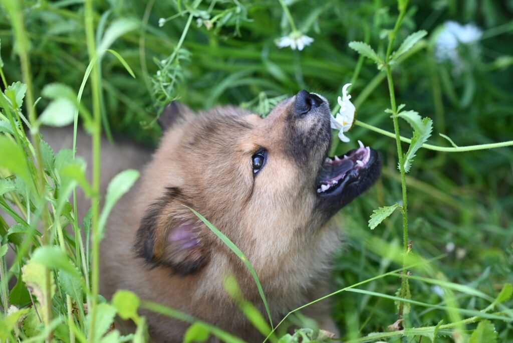 Cachorro comendo grama no jardim durante o passeio