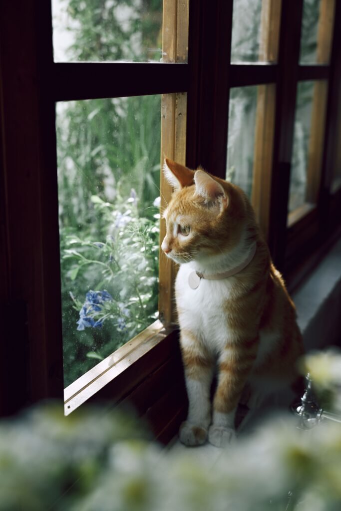 gato macho observando o quintal pela janela