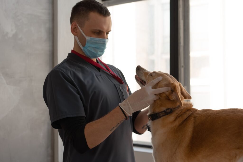 Veterinário examinando cachorro