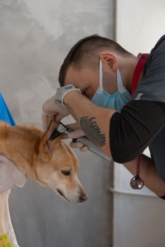 Veterinário examinando a orelha de um cachorro durante consulta de rotina
