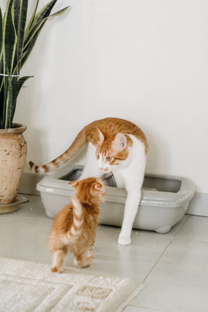 Gato ruivo e branco explorando uma caixa de areia aberta ao lado de um filhote