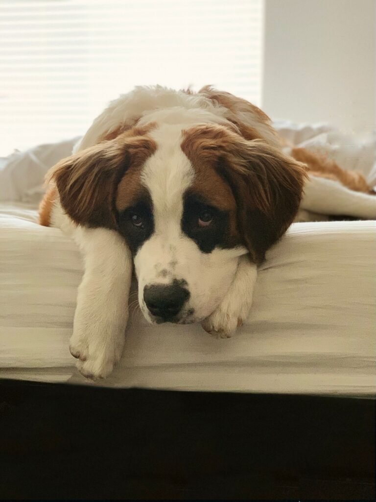 cachorro idoso deitado em cama ortopédica de espuma alta em sala iluminada