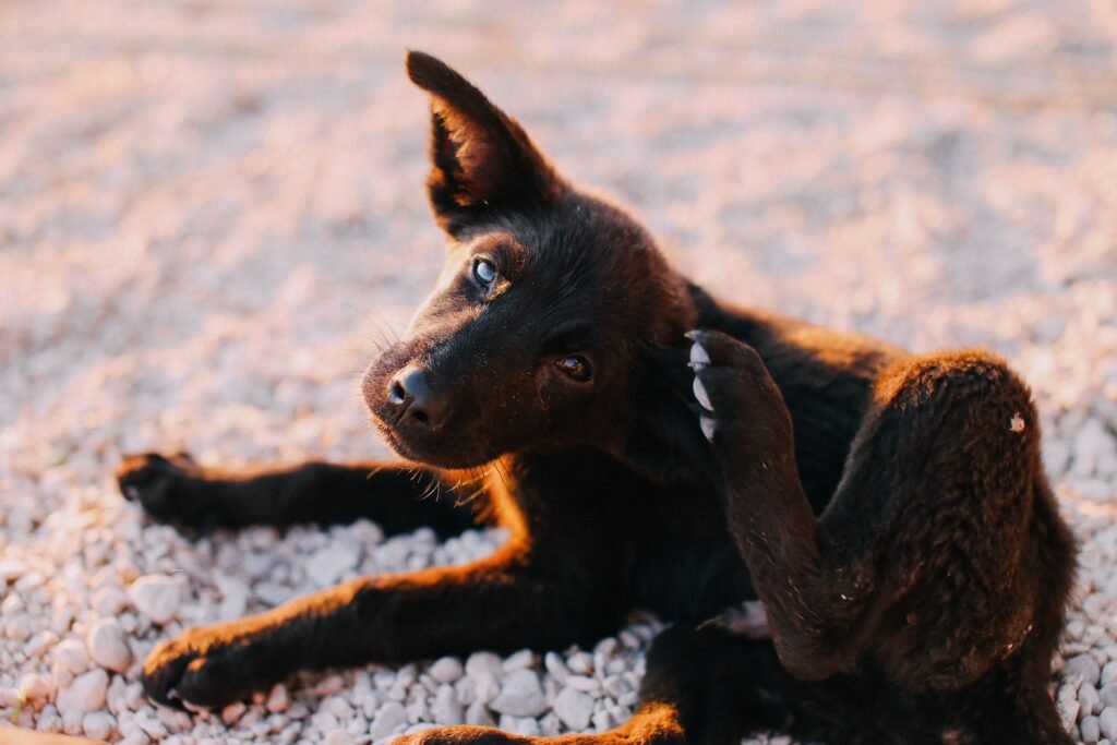 Cachorro se coçando com pulgas, sinal comum de infestação