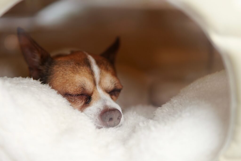 Cachorro relaxando em cama calmante tipo ninho em ambiente escuro