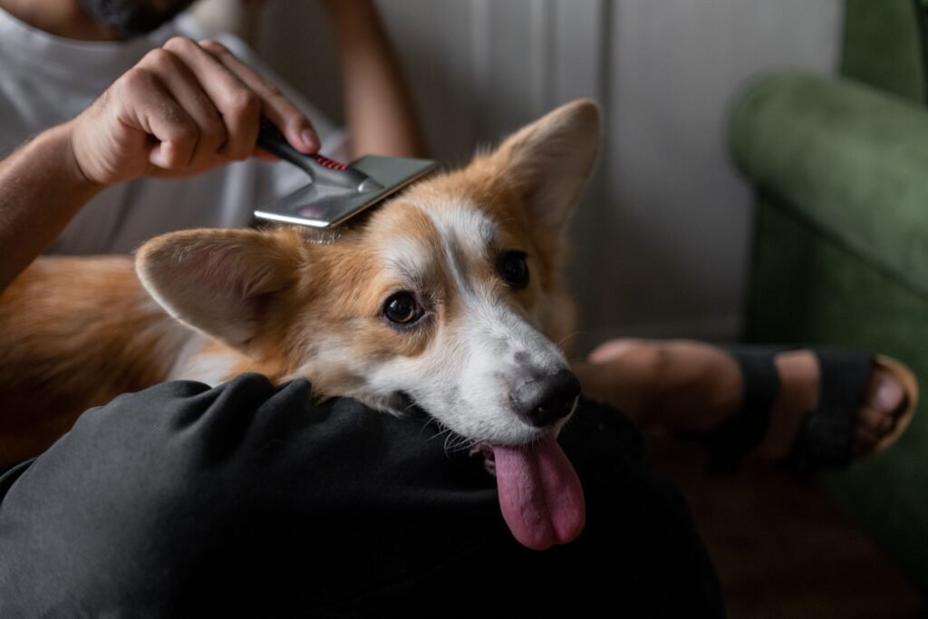 Tutor escovando o cachorro com pente fino como parte do tratamento antipulgas