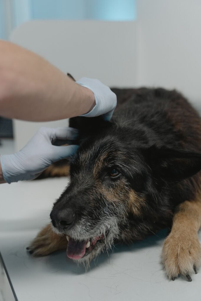 Consulta veterinária para avaliar dermatite alérgica causada por pulgas