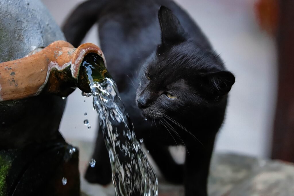 Gato bebendo água de uma fonte de jardim, comportamento instintivo por água corrente