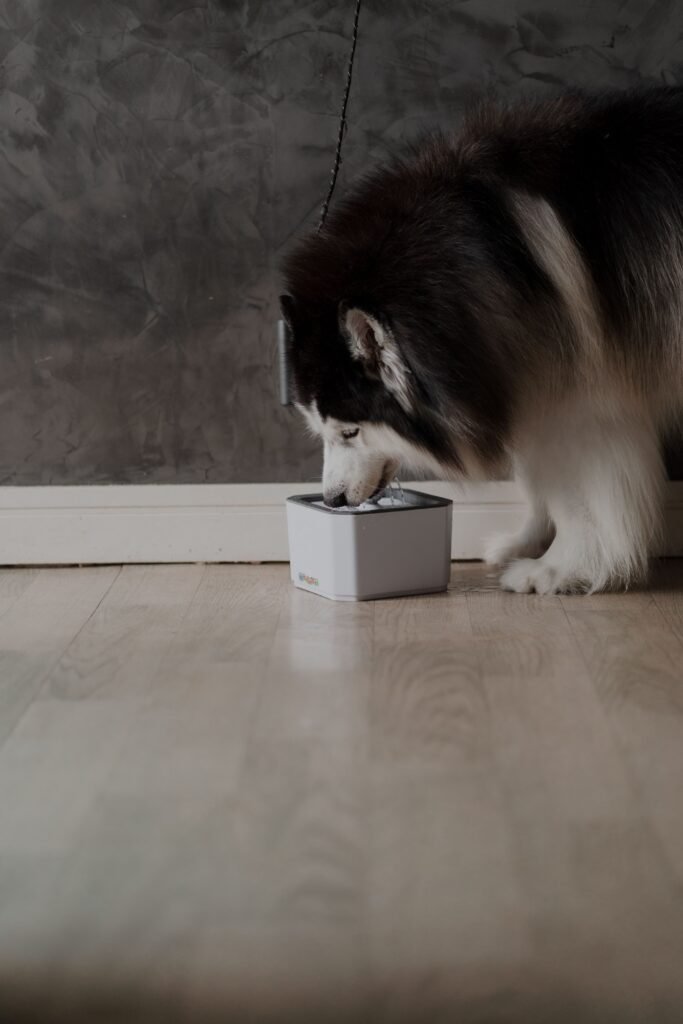 cachorro de porte grande, tipo husky/malamute