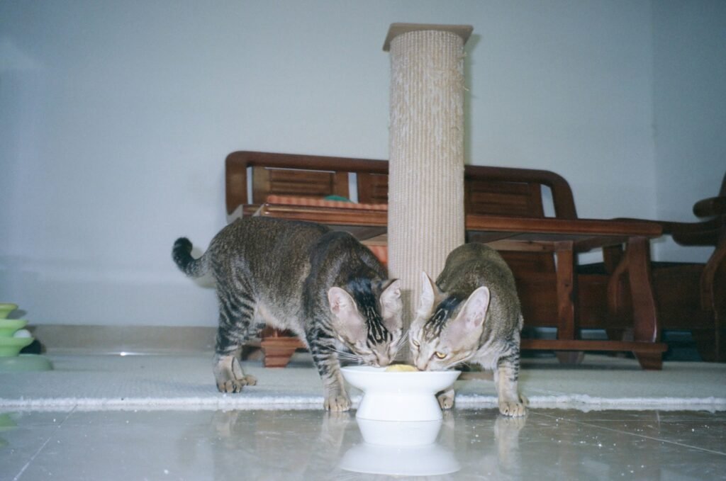 Gatos bebendo em tigela elevada, formato recomendado para maior conforto