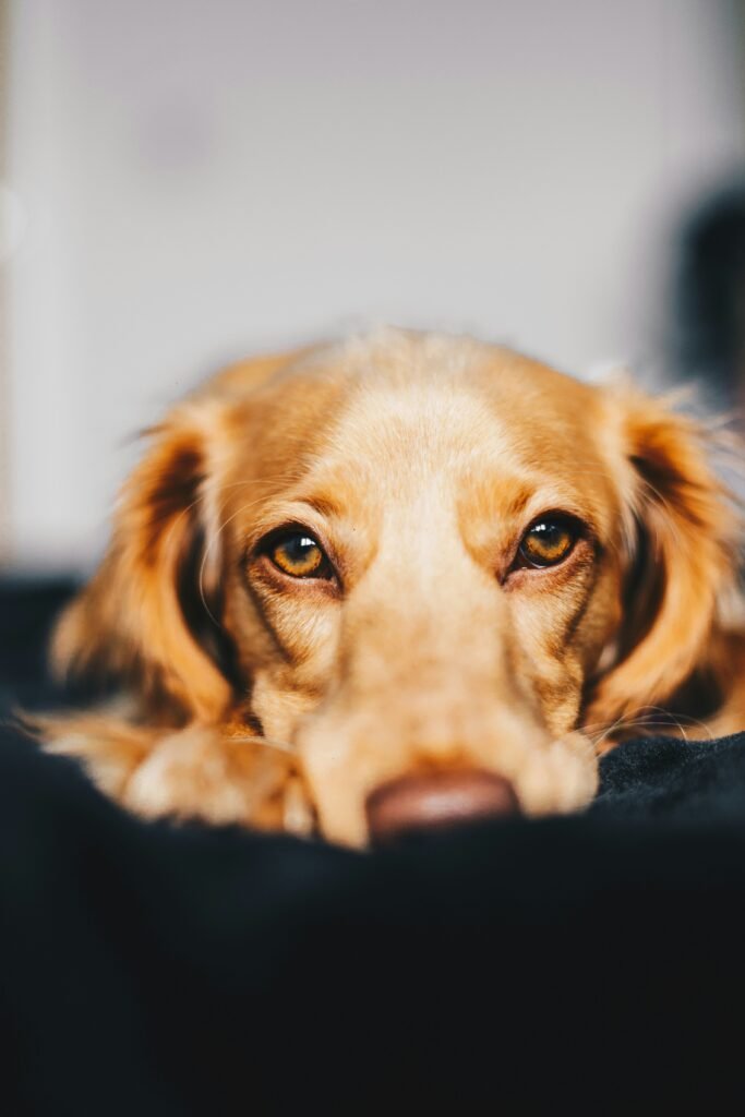 Close do rosto de um cachorro atento, observando as expressões do tutor