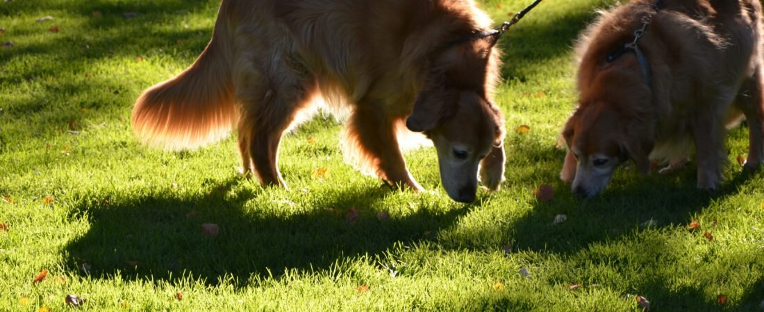 Por Que Cachorro Cheira Tudo Durante o Passeio? Entenda Esse Comportamento