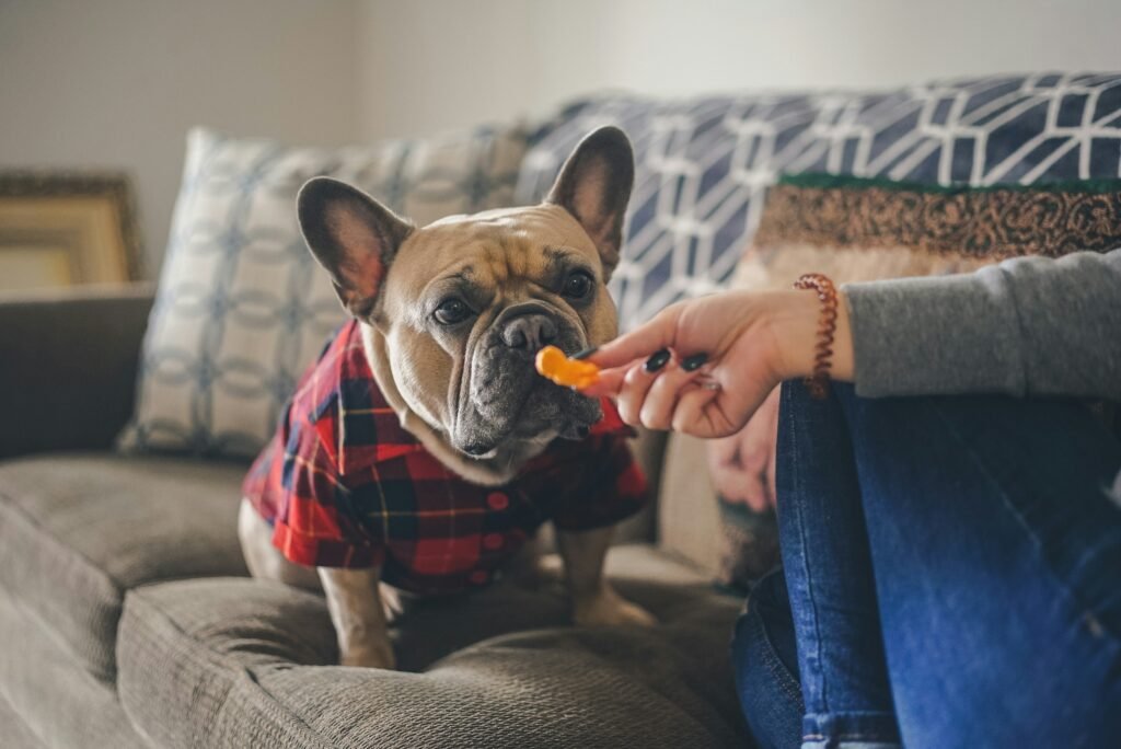 Buldogue francês recebendo petisco de cenoura da mão do tutor no sofá