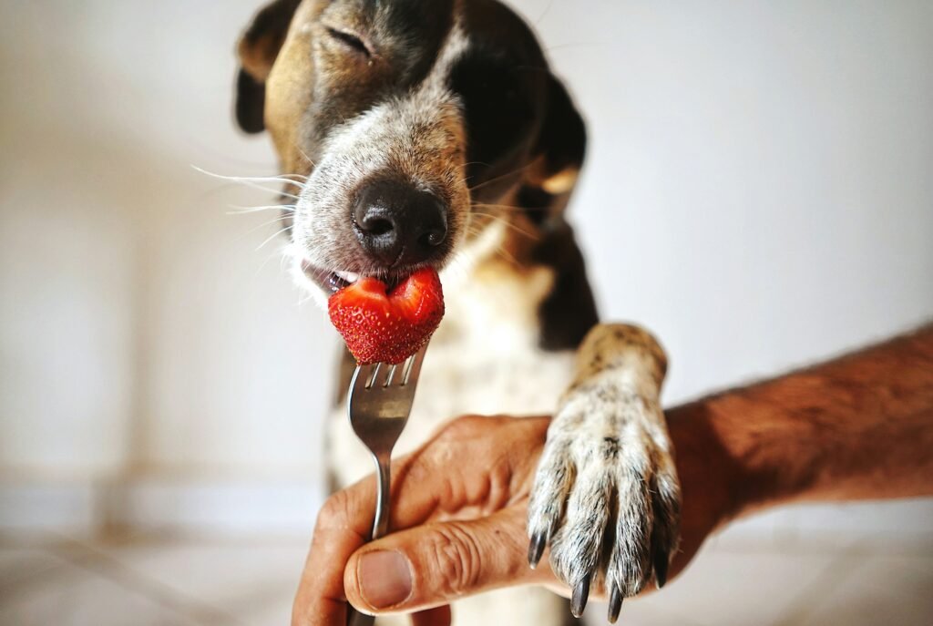 cachorro comendo morango espetado em garfo oferecido pelo tutor