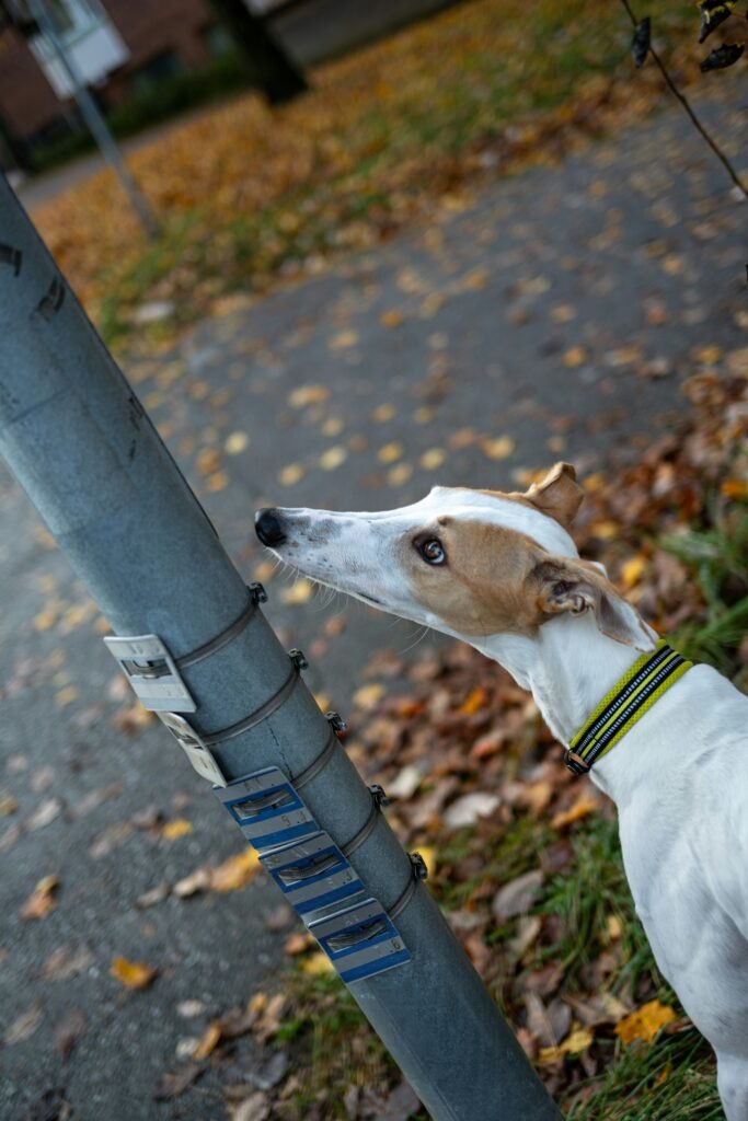 Cachorro fareja poste durante passeio na rua