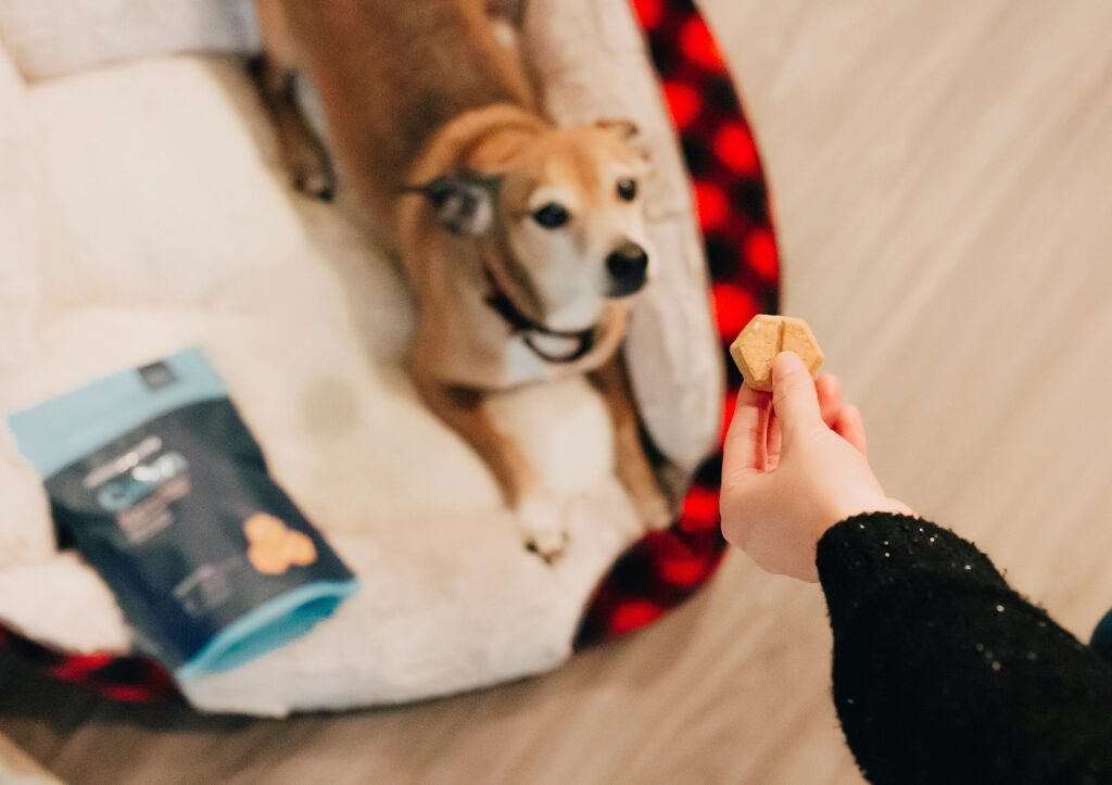 Tutor oferecendo petisco na mão para cachorro sentado