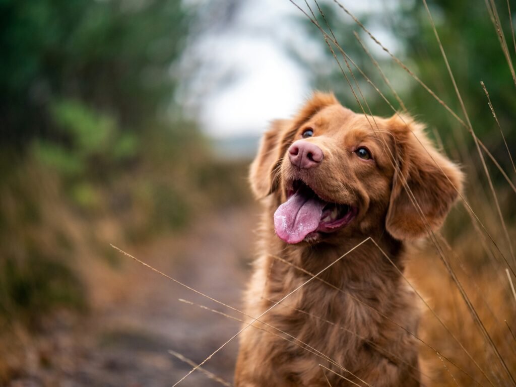 Cachorro feliz