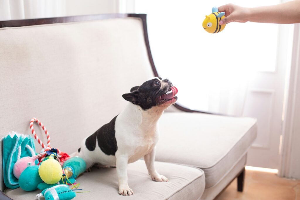 tutora oferecendo brinquedo interativo para o cachorro em cima da poltrona