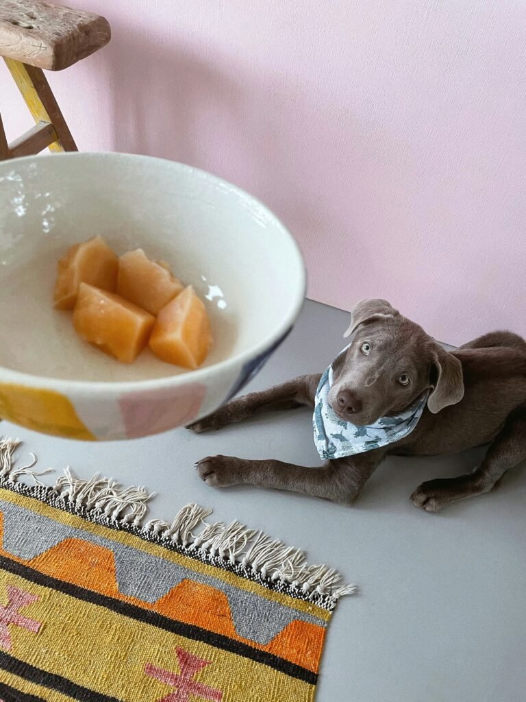 Cachorro deitado perto de uma tigela com pedaços de fruta, esperando o petisco