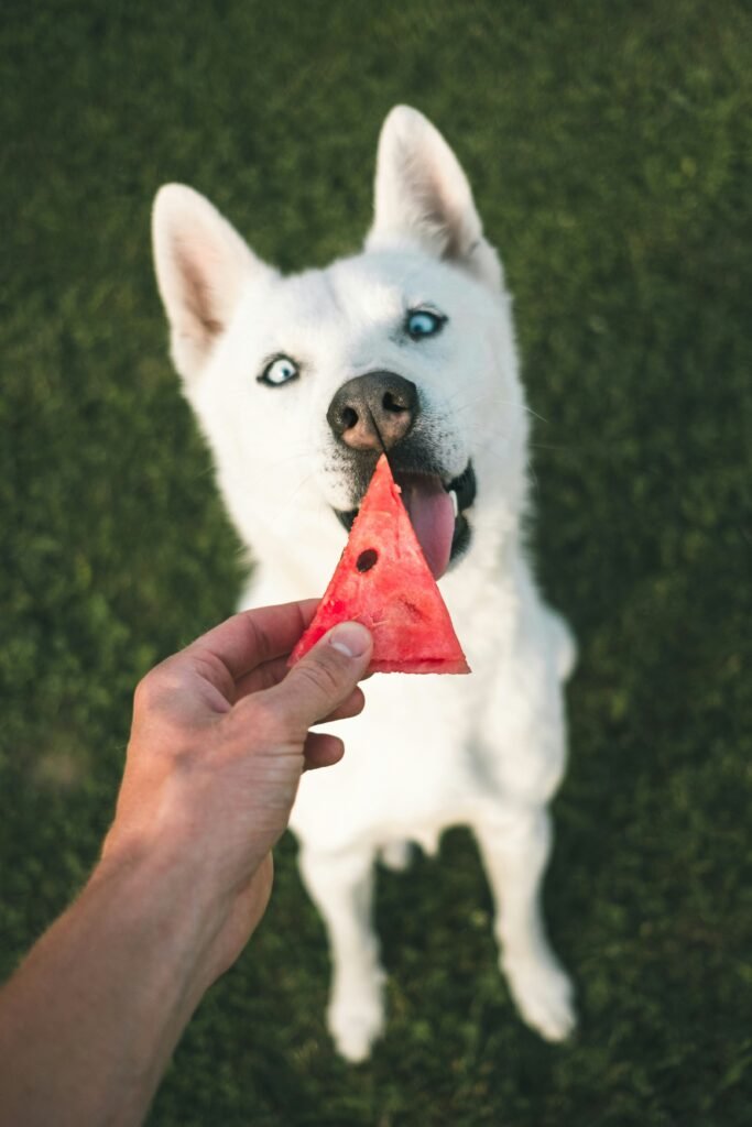 Cachorro cheirando pedaço de melancia sem casca oferecido pelo tutor