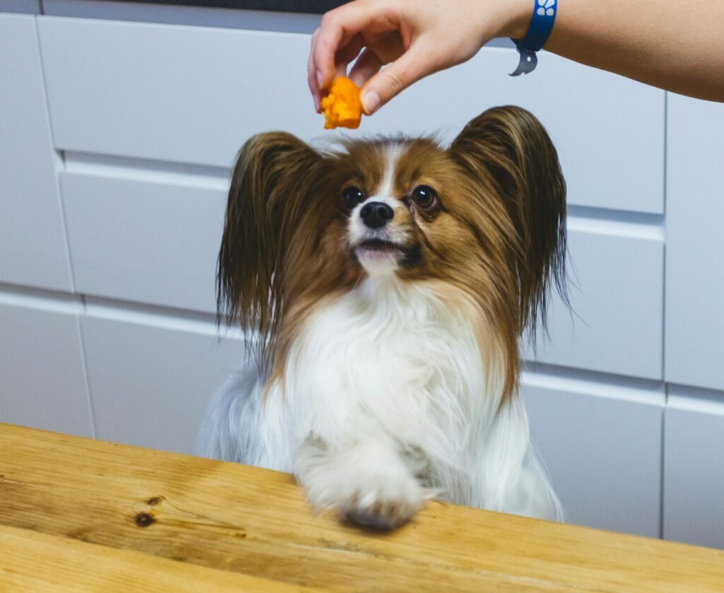Cachorro olhando atento para um pedaço de manga na mão do tutor