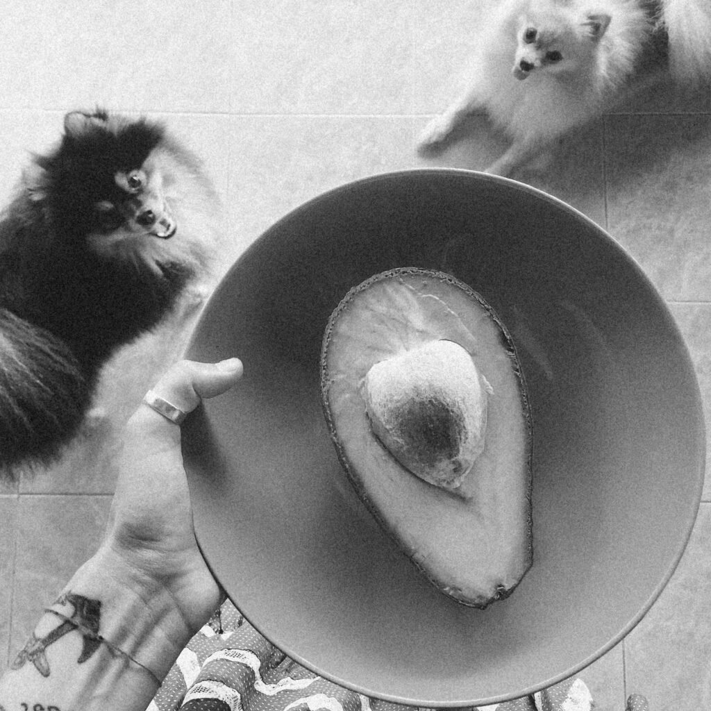 Abacate cortado ao meio com caroço à mostra em um prato, com dois cães pomerânia observando ao fundo