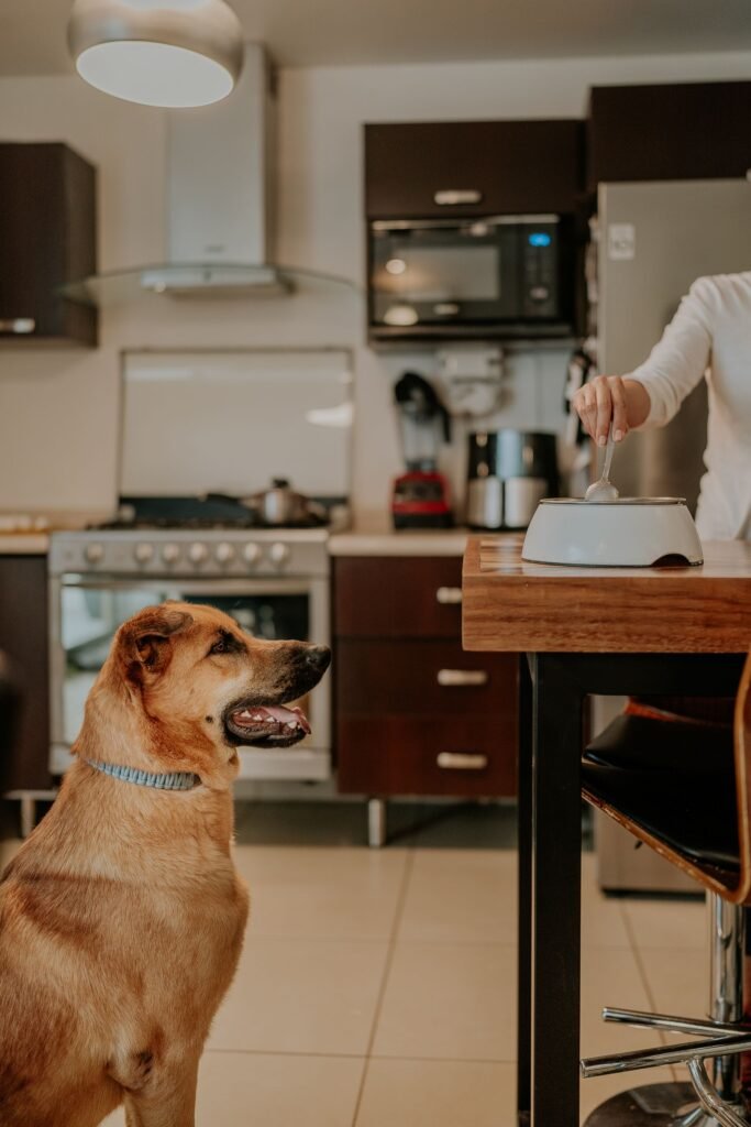 Cachorro atento na cozinha enquanto tutor prepara porção de comida na tigela
